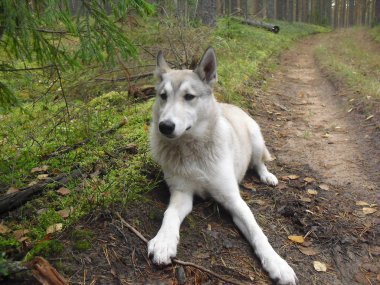 Husky-avcı sonbahar ormanda köpek iş başında