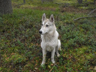 Husky-avcı sonbahar ormanda köpek iş başında