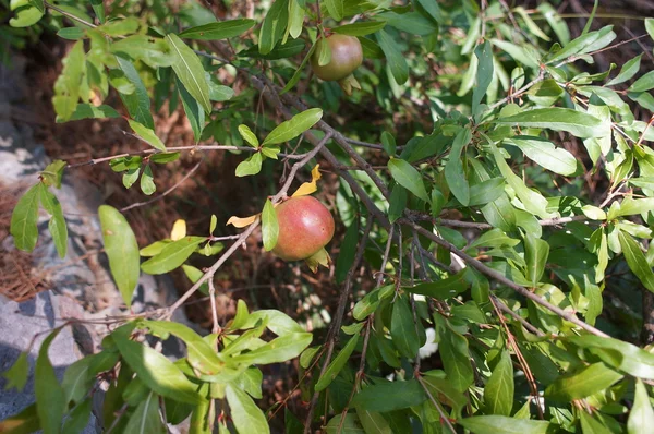 Pomegranate ripening on the tree — Stock Photo, Image