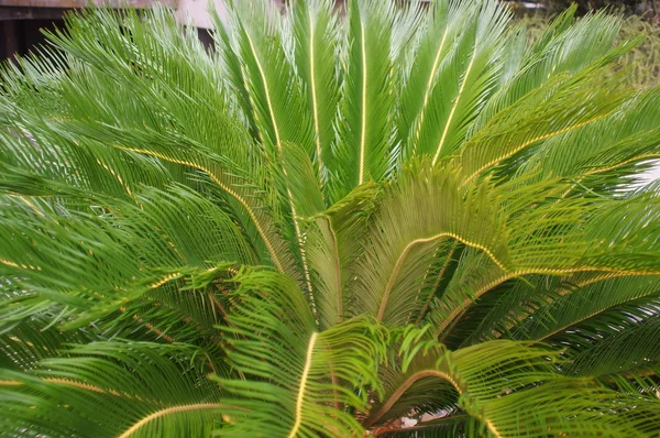 Cycas cycad tropische Palmen im Hof — Stockfoto