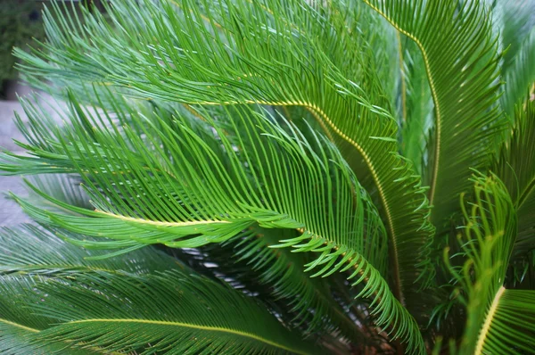 Cycas palmvarens tropische palmbomen in de tuin — Stockfoto