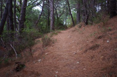 kurutulmuş çam iğneleri ile kaplı orman yolu