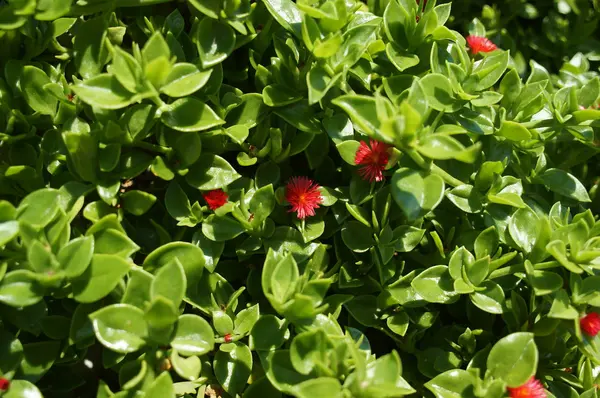 Rosso è molto piccolo ma non fiori meno belli — Foto Stock
