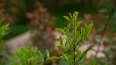 yeşil yaprakları ile parlak bir bitki