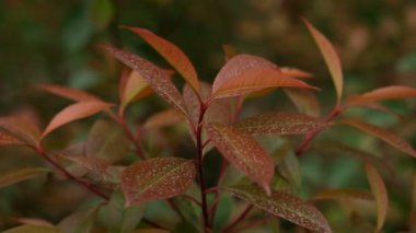 Bir bitki kırmızı yaprakları