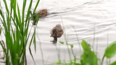 Ördek gölde yüzüyor.