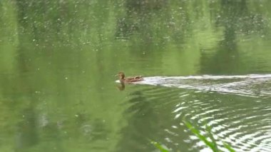 güzel yeşilbaş ördek ben
