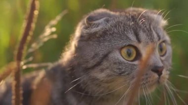 Small cat on a grass