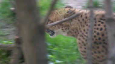 Hayvanat bahçesindeki çita