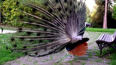 Hayvanat bahçesinde oynayan iki tavus kuşu