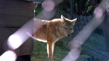 Gri kurt hayvanat bahçesinde yürüyüş