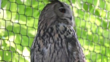 Hayvanat Bahçesi tel arkasında oturan baykuş