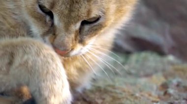 Hayvanat Bahçesi büyük kum kedi