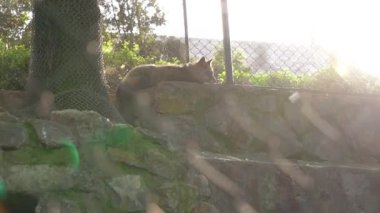 güneşli Kızıl Tilki Hayvanat Bahçesi Parkı