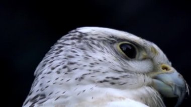 vahşi Şahin portre