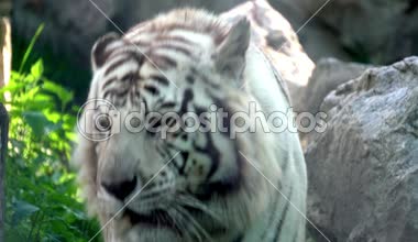 Beyaz Kaplan kafes içinde yürüyüş