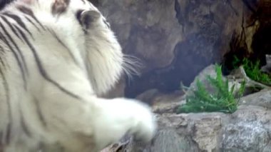 Kayanın üzerinde dinlenme beyaz yetişkin kaplan