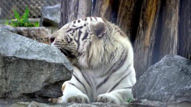 Kayanın üzerinde dinlenme beyaz büyük kaplan