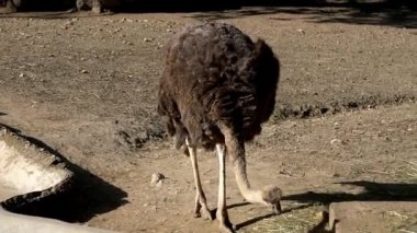 Devekuşu çim gagalamayı Hayvanat Bahçesi