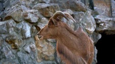 Batı beyaz tur Keçi çiftliğinde