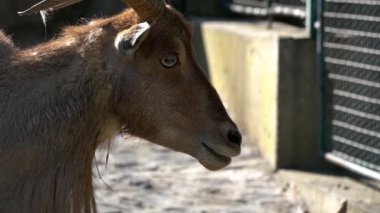 Batı beyaz tur keçi Hayvanat Bahçesi kafeste