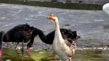 Lahana yiyen kuşlar ile göl