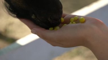 Kızlar el besleme bebek keçi Hayvanat Bahçesi