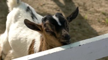 Hayvanat bahçesinde bebek keçi olduğunu