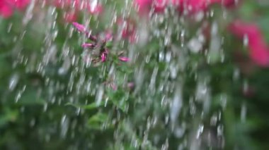 Pembe çiçek düşen su damlaları