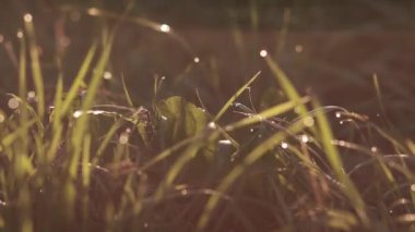 sunrise çiğ çimenlerin üzerinde damla