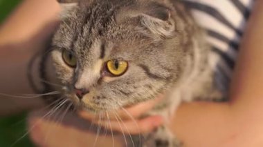 Lop-Eared kedi dış dışarıda eller