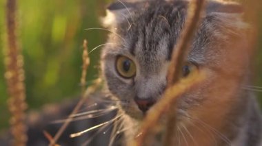 Lop-Eared kedi çim dış dışarıda