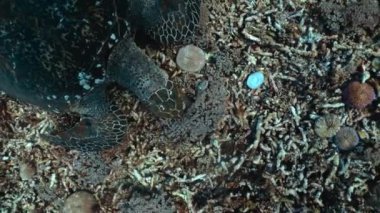 Mavi, berrak okyanusun dibindeki deniz kaplumbağası mercan yiyor. Scuba dalışı yapan güzel kaplumbağa doğayla baş başa. Tropikal kaplumbağa hayatı kavramı, vahşi hayvanlarla baş etme deneyimi.