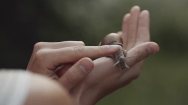 Parmak salyangozuyla okşayan kadının yakın çekimi. Salyangoz elinde ya da avucunda oturuyor ve yavaşça genç bir kızın derisinin üzerinde sürünüyor. Vahşi yaşama ya da doğaya hayran bir kadın. Kozmetoloji konseptinde salyangoz özü.