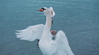 Zarif kuş ince boynunu çeviriyor ve gölün ve doğanın güzelliğinin tadını çıkarıyor. Suda kanat çırpan zarif kuğunun portresi. Zarafet kavramı. Vahşi yaşam ve hayvan. Saflığın sembolü.