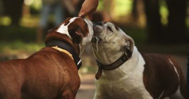 Sahipleriyle birlikte iki mutlu köpek. Parkta güneşli bir günde dondurma yemek. Kadın ve evcil köpekli arkadaşları. İngiliz buldoglarını beslemek. Aşk, arkadaşlık, hayvan, mutluluk konsepti.