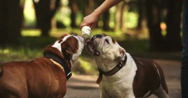 Sıcak yaz gününde soğuk dondurma yiyen iki sevimli ve komik İngiliz buldogu. Mutlu sevimli köpekler sahibinin elinden lezzetli çölü ısırıyor. Evcil hayvan, köpek, köpek konsepti.