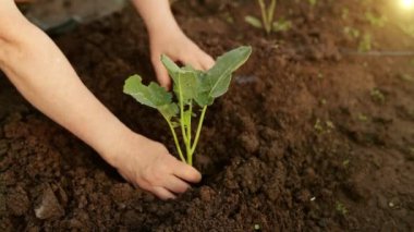 Bahçedeki manzarayı kapatır, sebze yetiştirir, bahçedeki bitkileri sular. Kendine iyi bak bahçe. Tarım, tarım, bahçıvanlık hobisi, taze yeşil bitki konsepti. Baharda büyüyen bitkiler