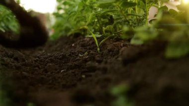 Bahçedeki manzarayı kapatma, sebze tepeleme ya da patatesleme gibi şeyler. Kendine iyi bak bahçe. Tarım, tarım, bahçıvanlık hobisi, taze yeşil bitki konsepti. Baharda büyüyen bitkiler