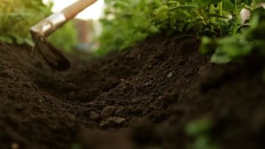 İlkbaharda bitki yetiştirmek. Bahçedeki manzarayı kapatma, sebze tepeleme ya da patatesleme gibi şeyler. Kendine iyi bak bahçe. Tarım, tarım, bahçıvanlık hobisi, taze yeşil bitkiler konsepti.
