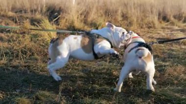 Bir köpek ısırıyor ve diğer köpeğe saldırıyor. Güneşli sonbahar gününde dışarıda oynayan iki sevimli İngiliz buldogu. Mutlu komik köpekler birbirleriyle iletişim kurarlar. Evcil hayvan ve hayvan davranışları kavramı.