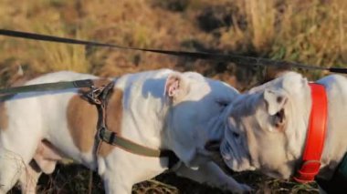 Güneşli sonbahar gününde dışarıda oynayan iki sevimli İngiliz buldogu. Bir köpek diğerini ısırıyor. Mutlu komik köpekler birbirleriyle iletişim kurarlar. Evcil hayvan ve hayvan davranışları kavramı.