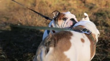 Mutlu komik köpekler birbirleriyle iletişim kurarlar. Güneşli sonbahar gününde dışarıda oynayan iki sevimli İngiliz buldogu. Bir köpek diğerinin kulaklarını ısırıyor. Evcil hayvan ve hayvan davranışları kavramı.