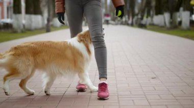 Zencefil sınırındaki Collie Dog ve sahibinin sokak dışında antrenmanına yakın durun. Kadın köpeğiyle zeka oyunu oynuyor. Evcil hayvanlar, birliktelik ve arkadaşlık yaşam tarzı..