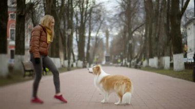 Zencefil sınırındaki Collie Dog ve sahibinin sokak dışında antrenmanına yakın durun. Kadın topla köpeğiyle zeka oyunu oynuyor. Evcil hayvanlar, birliktelik ve arkadaşlık yaşam tarzı..