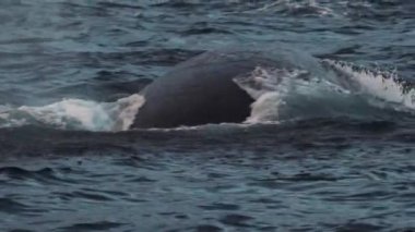 Doğal ortamdaki balinaların inanılmaz manzarası. Yaratık, su yüzeyinde yüzgeçlerini göstererek havaya su fırlatıyor. Vahşi yaşam kavramı, doğa.