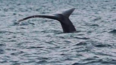 Vahşi doğal ortamdaki güzel balina sahnesi büyük kuyruğu gösteriyor, yavaşça hareket ediyor. Sahil şeridi yakınlarındaki sakin deniz manzaralı harika bir yer. Doğa kavramı.