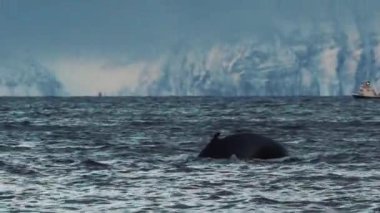 Güzel, karanlık okyanus suyunda yüzen balinanın inanılmaz bir sahnesi. Denizde buzdan kayalıklar olan muhteşem bir doğa manzarası. Doğa kavramı, vahşi yaşam.