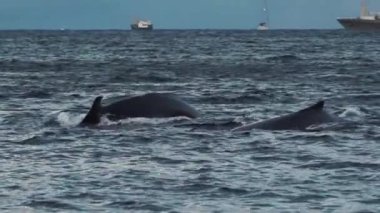 Okyanus dalgalarında yüzen görkemli balinaların güzel doğal manzarası. Karanlık denizin inanılmaz manzarası, dev yaratık masalları, büyük gemilerle çevrili..