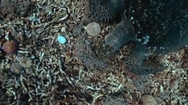 Mavi, berrak okyanusun dibindeki deniz kaplumbağası mercan yiyor. Scuba dalışı yapan güzel kaplumbağa doğayla baş başa. Tropikal kaplumbağa hayatı kavramı, vahşi hayvanlarla baş etme deneyimi.